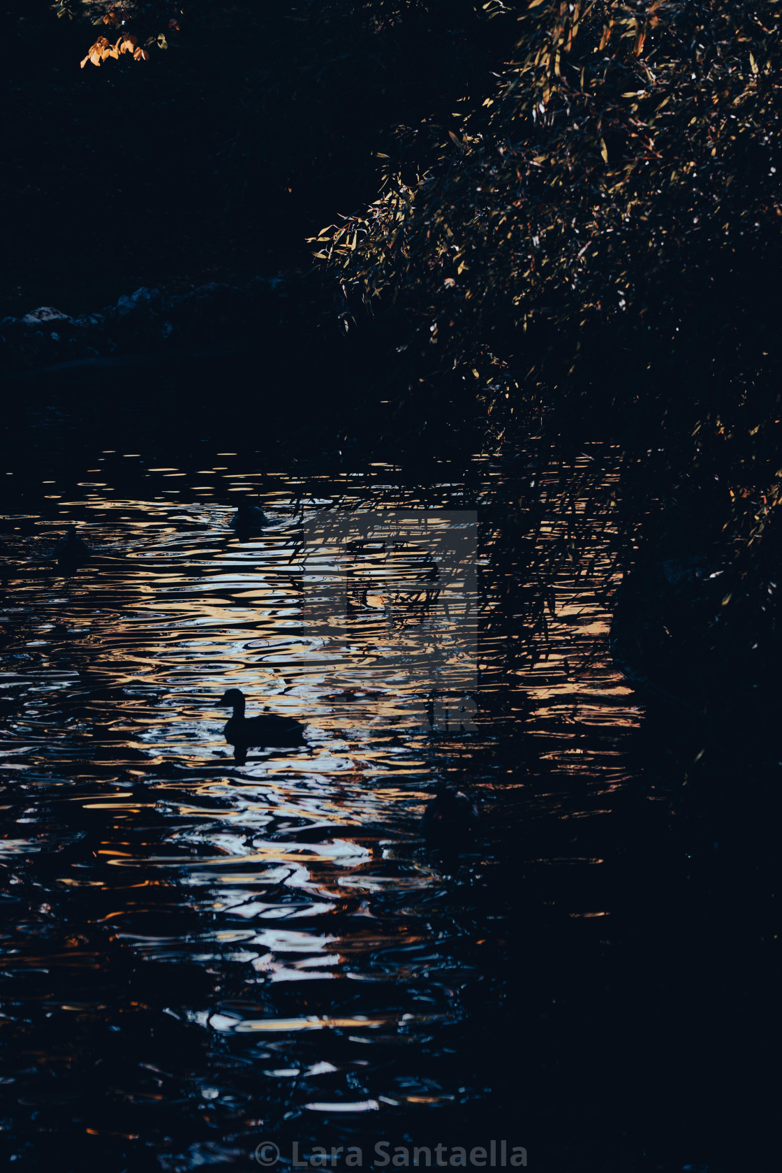 "Ducks among the ripples" stock image