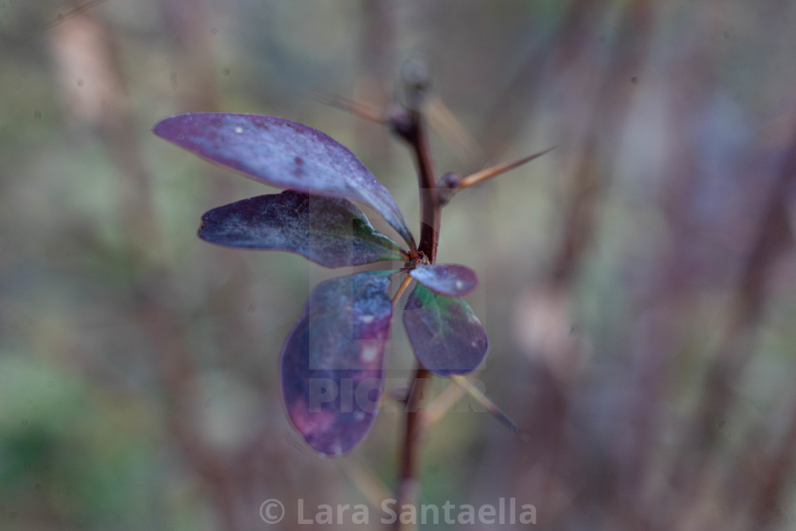 "Purplish leaves" stock image