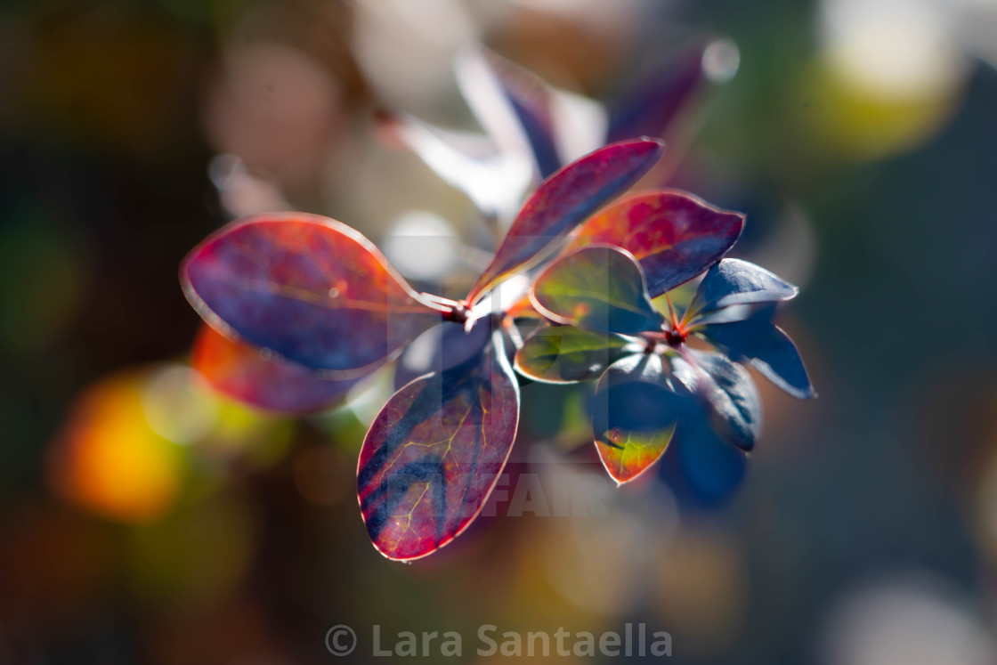 "Blue, purple, gold and green" stock image