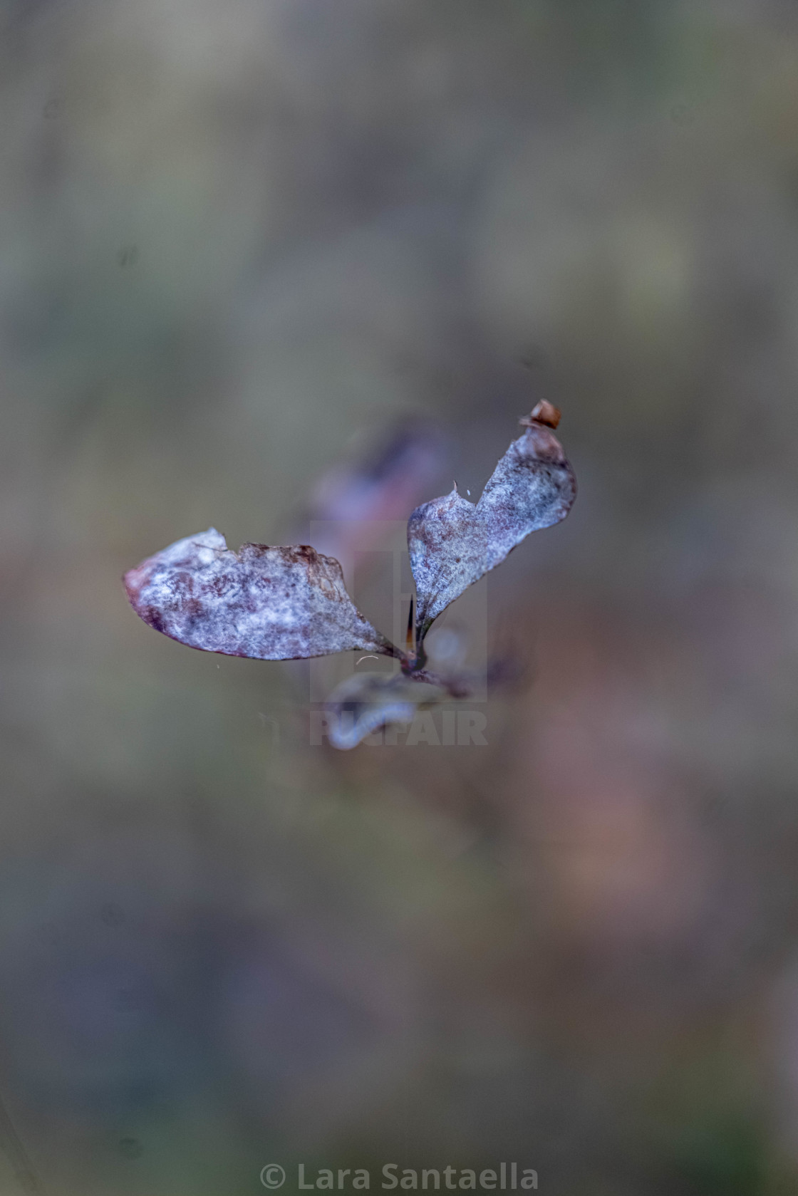 "Purplish wings" stock image