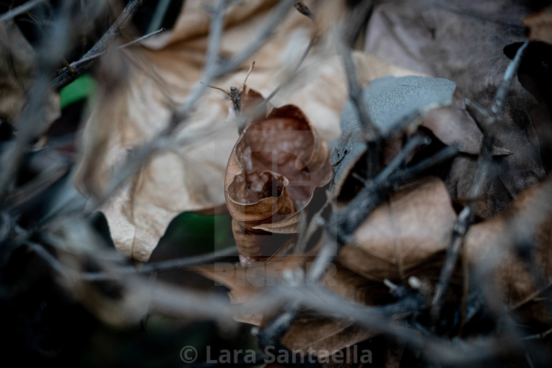 "A shriveled leaf" stock image