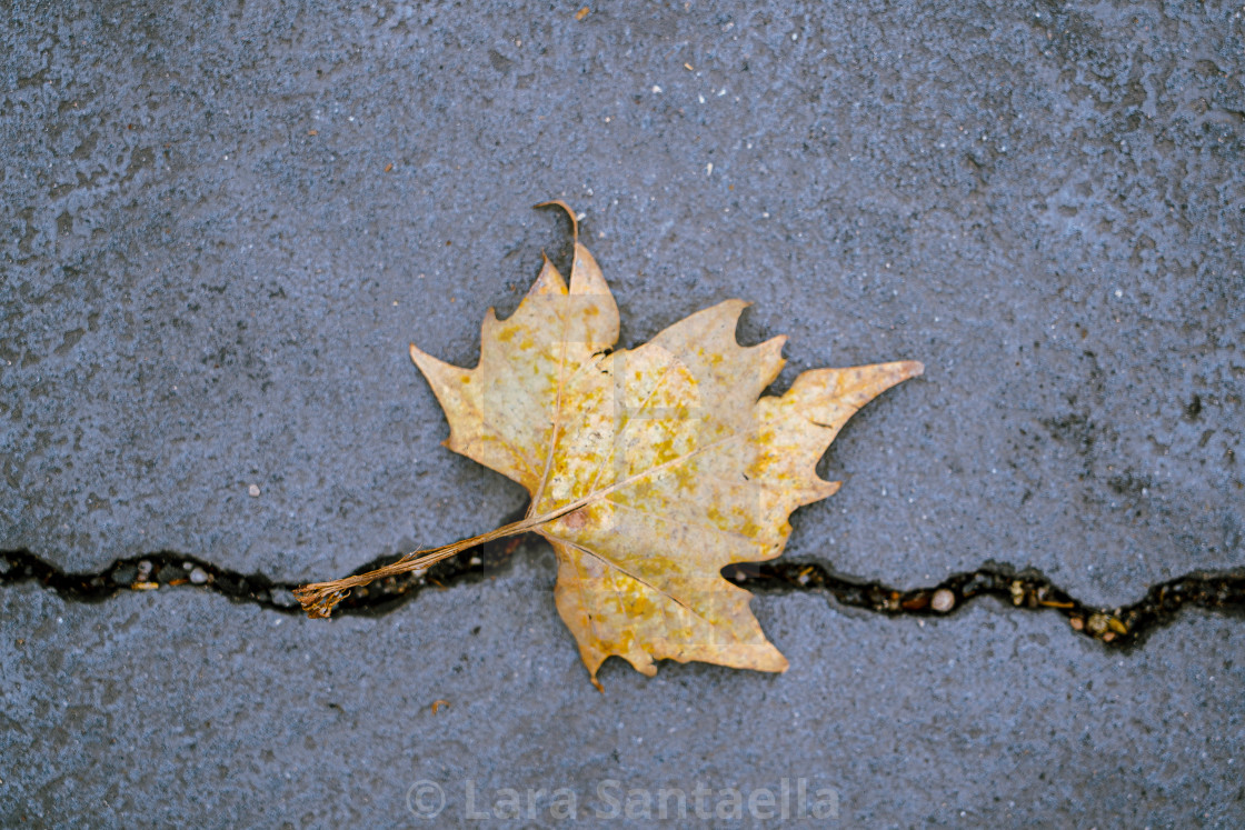 "Leaf on a crack" stock image