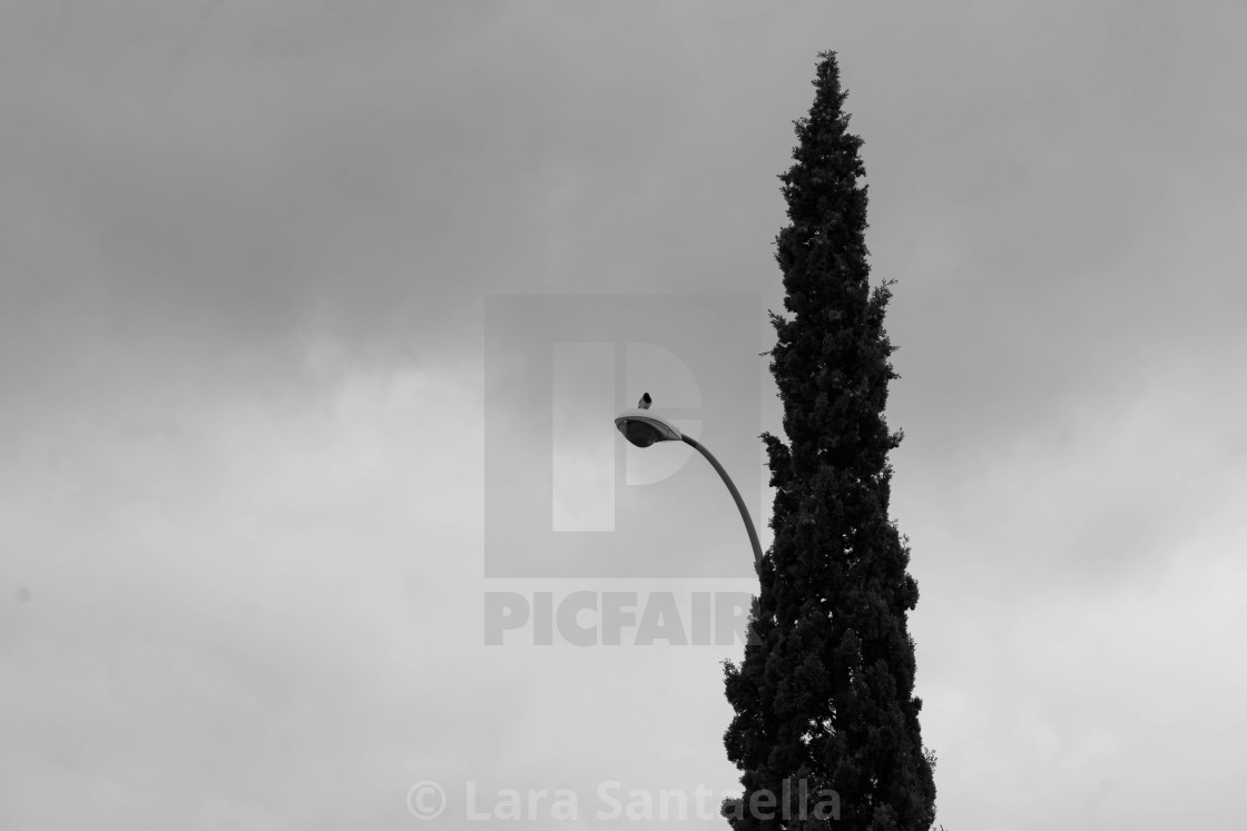 "Magpie on a metal branch" stock image