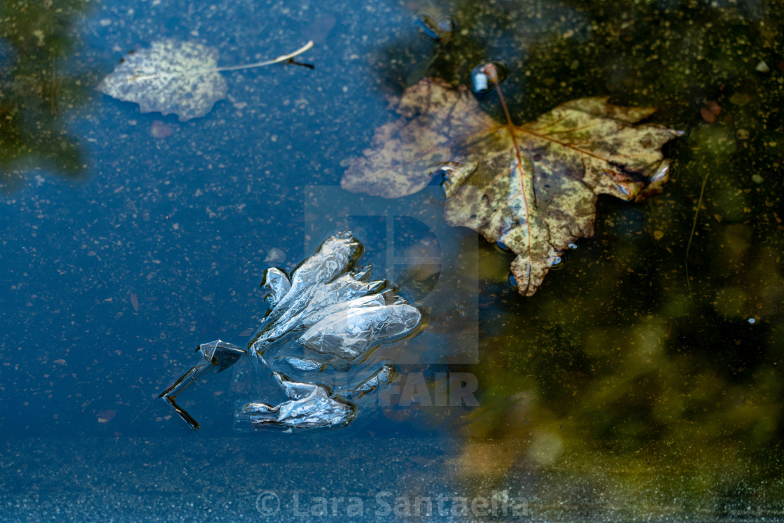 "Beauty in the refuse" stock image