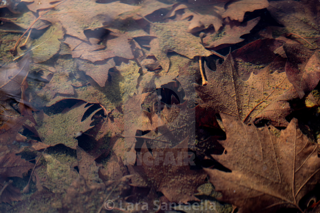 "Moss growing on sunken leaves" by Lara Santaella - $57.03 "Moss growing on sunken leaves" stock image