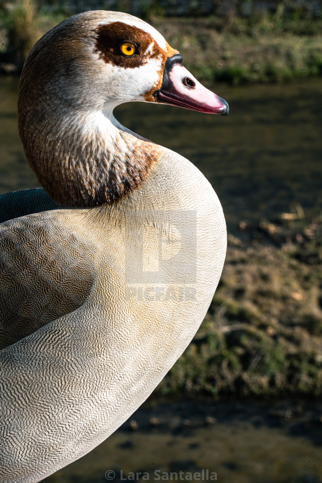 "A gentleman most fowl" by Lara Santaella - $56.56 "A gentleman most fowl" stock image