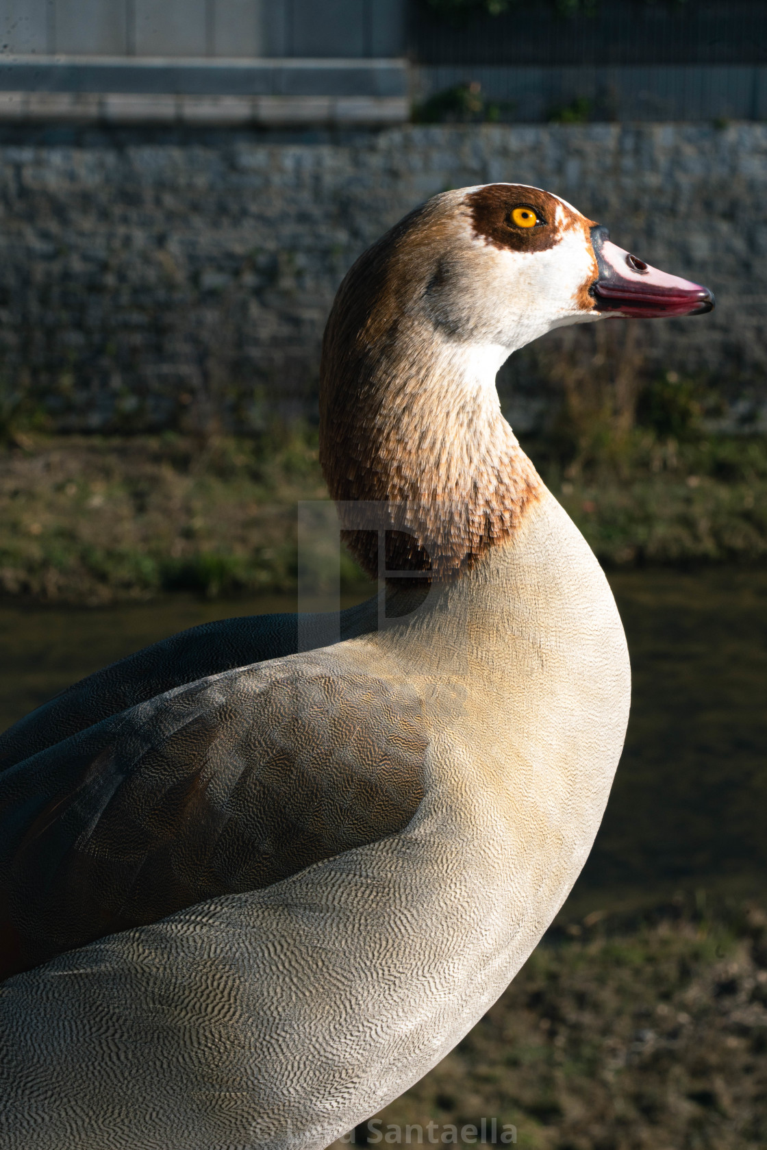 "Don't look up?" stock image