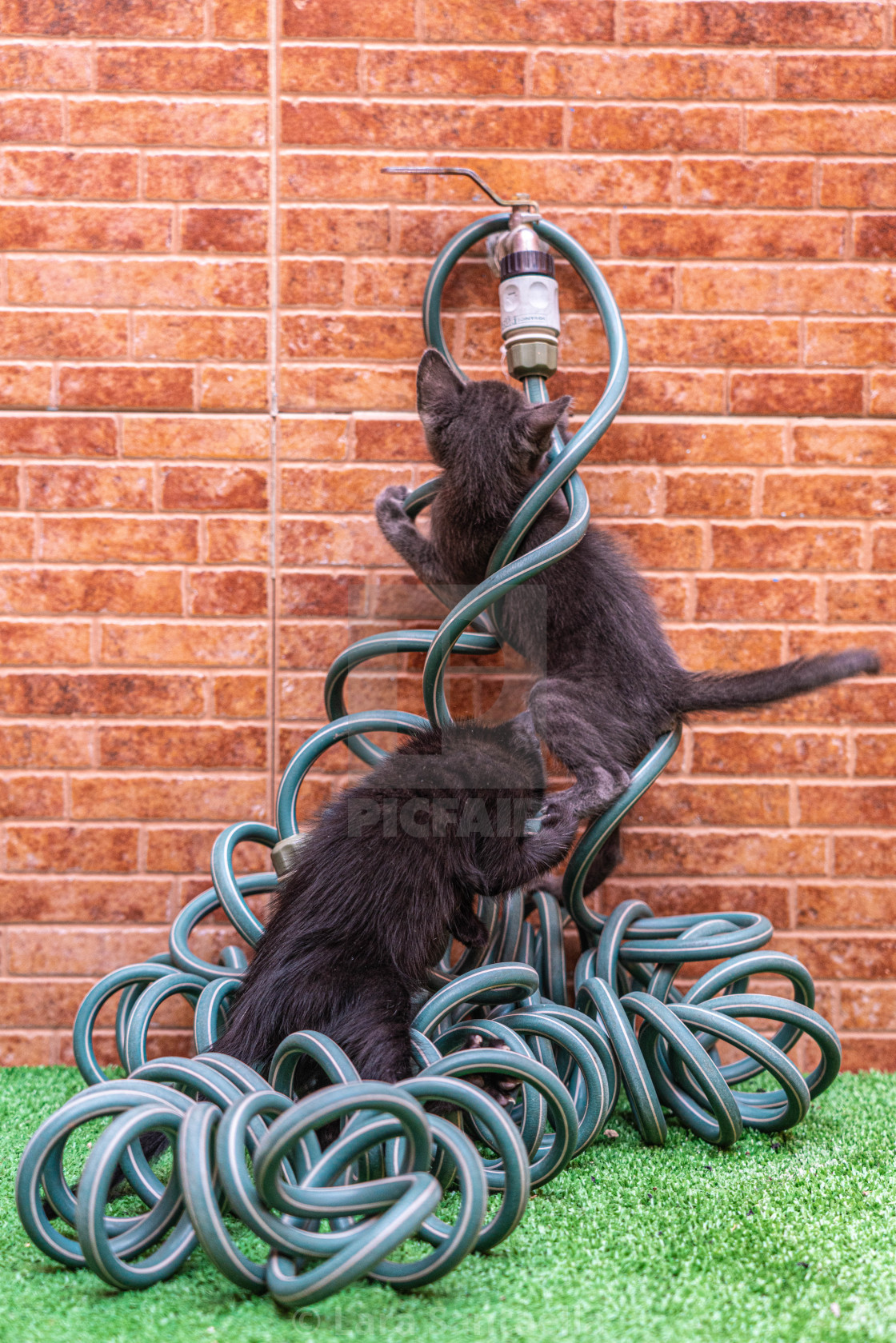 "Playful twins" stock image