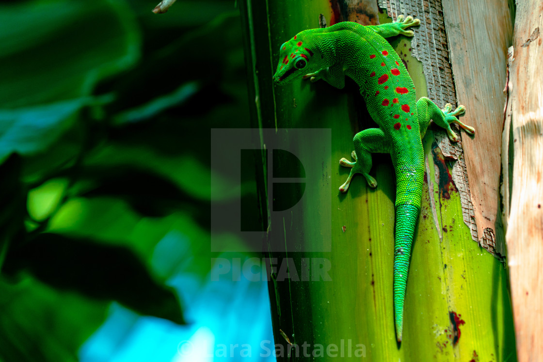 "Gecko on the tree" by Lara Santaella - $56.79 "Gecko on the tree" stock image