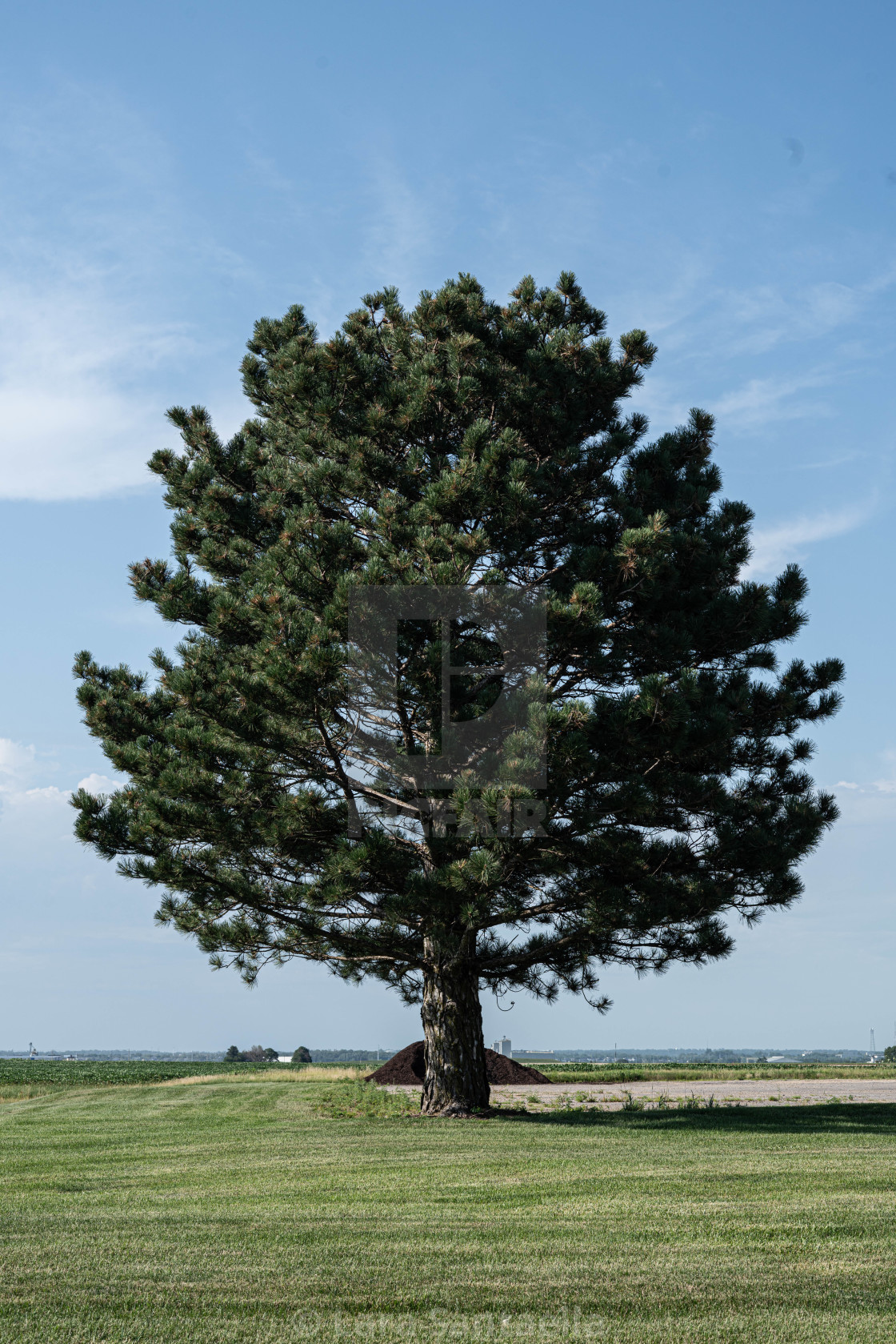 "A lone tree" stock image