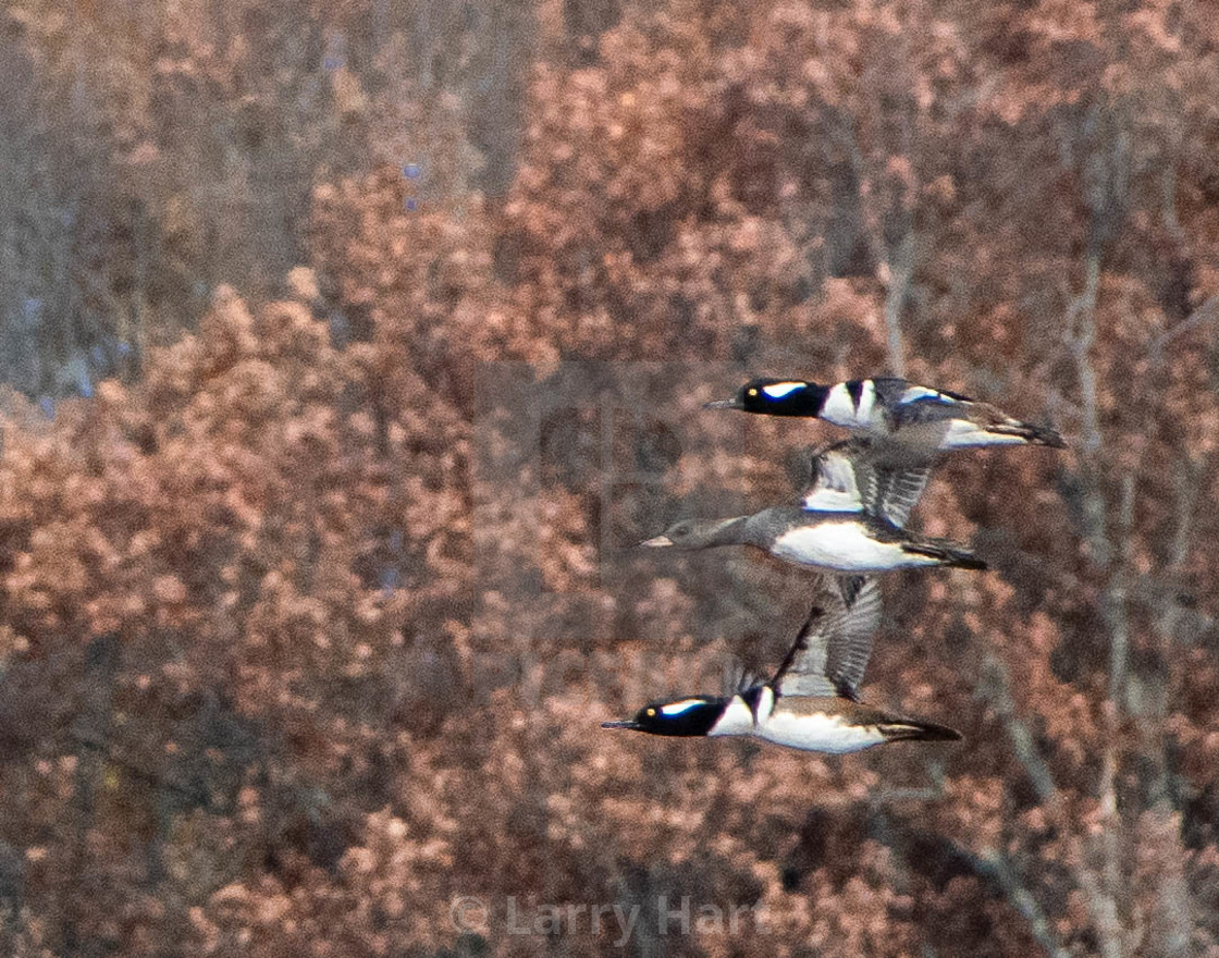 "Hooded Mergansers" stock image