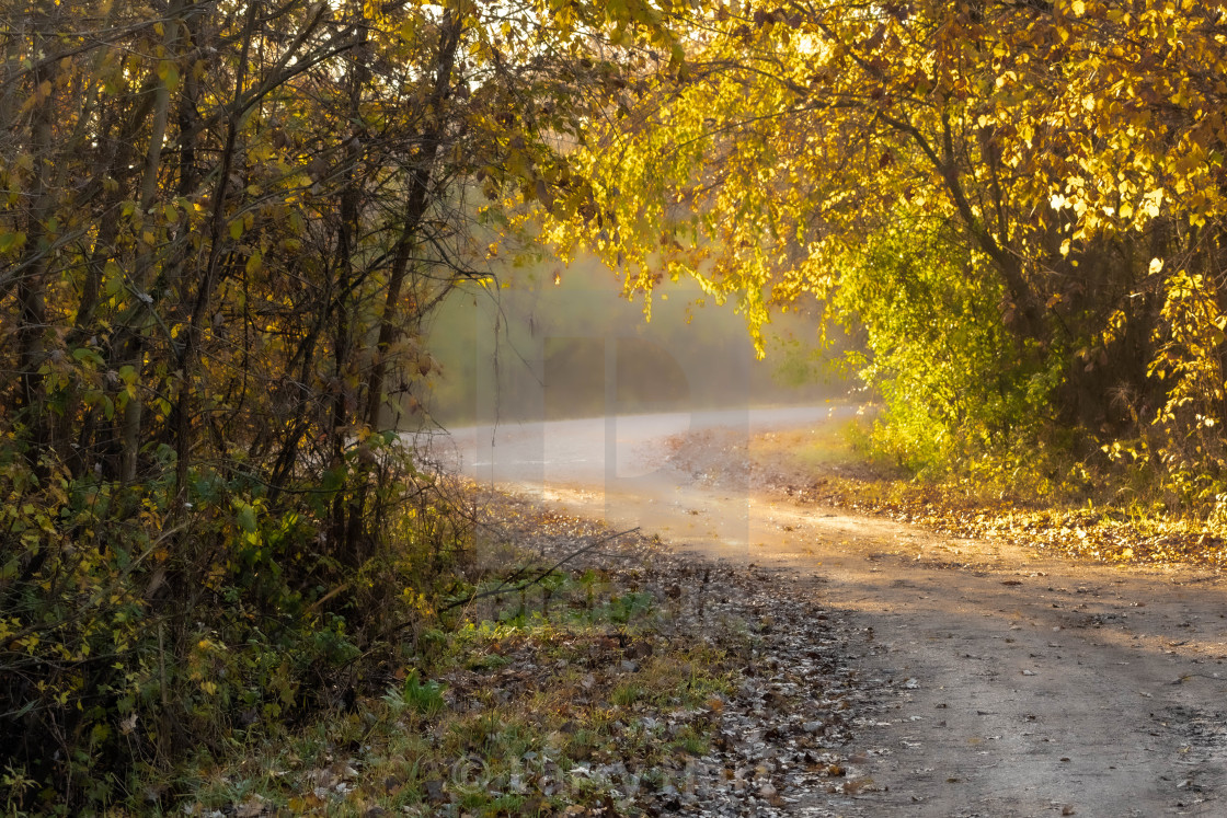 "Wooded path" stock image