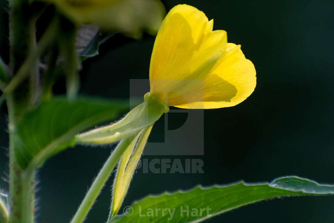 "American Buttercup" stock image