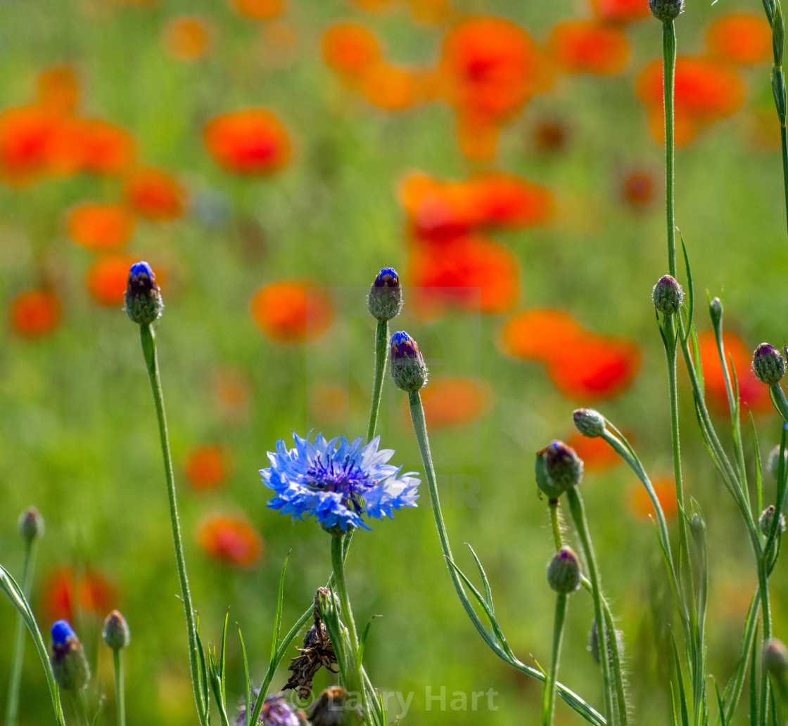 "Spring Poppies" stock image