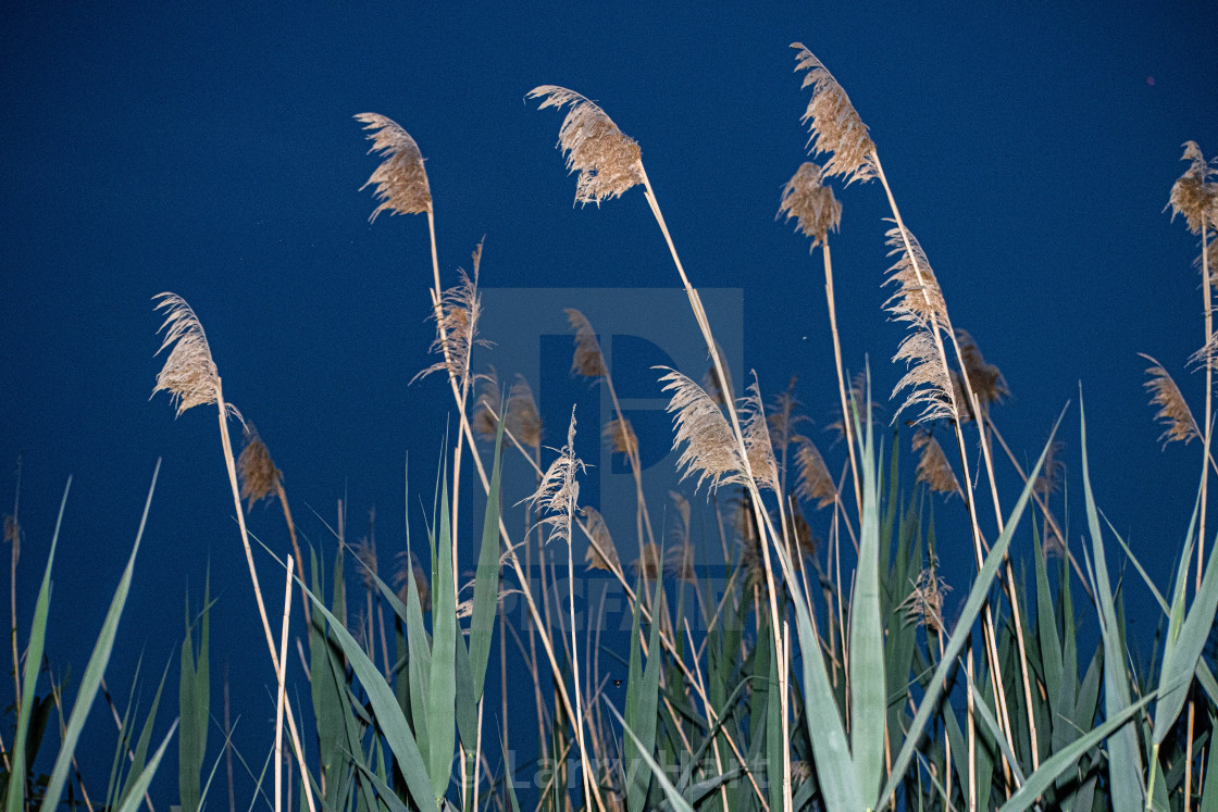 "Giant grass at night" stock image