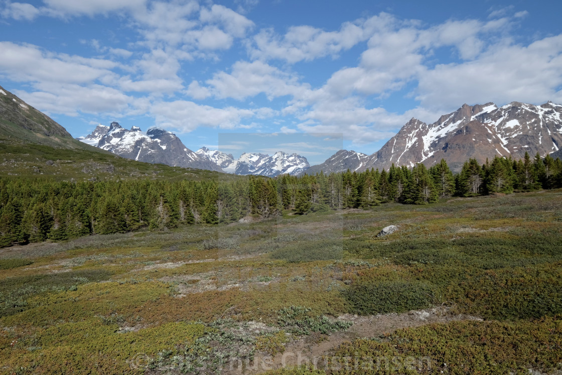 "Forest in Greenland" stock image