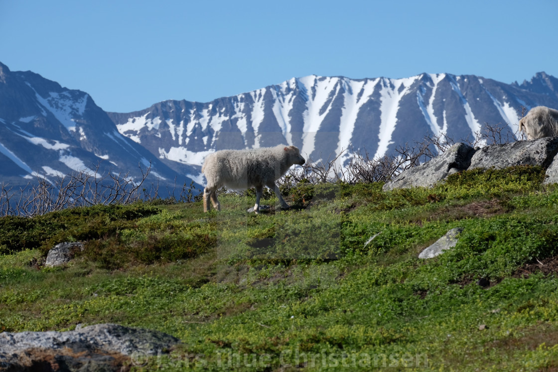 "Sheep in Greenland" stock image