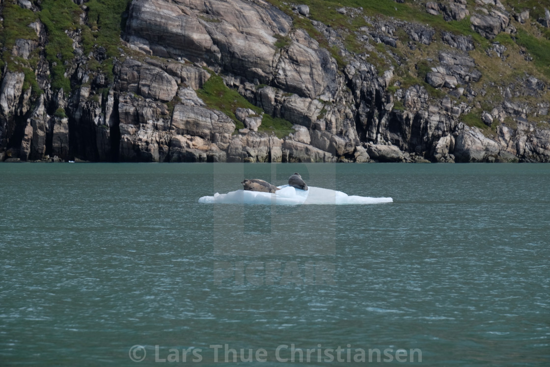 "Seals in Greenland" stock image