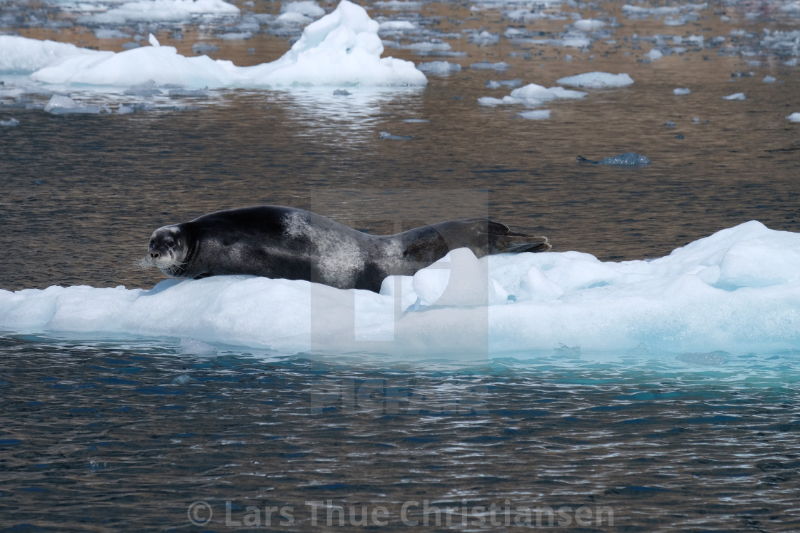 "Seal in Greenland" stock image