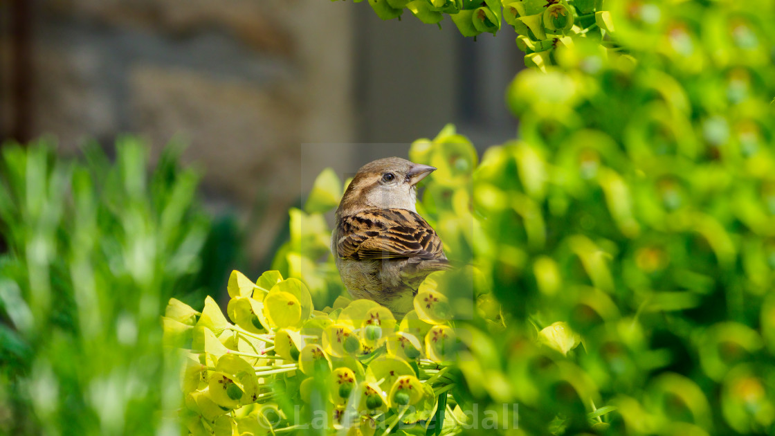 "Sparrow in a bush" stock image