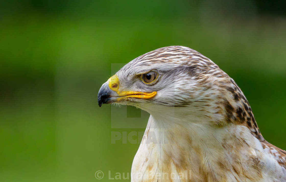 "Ferruginous Hawk" stock image