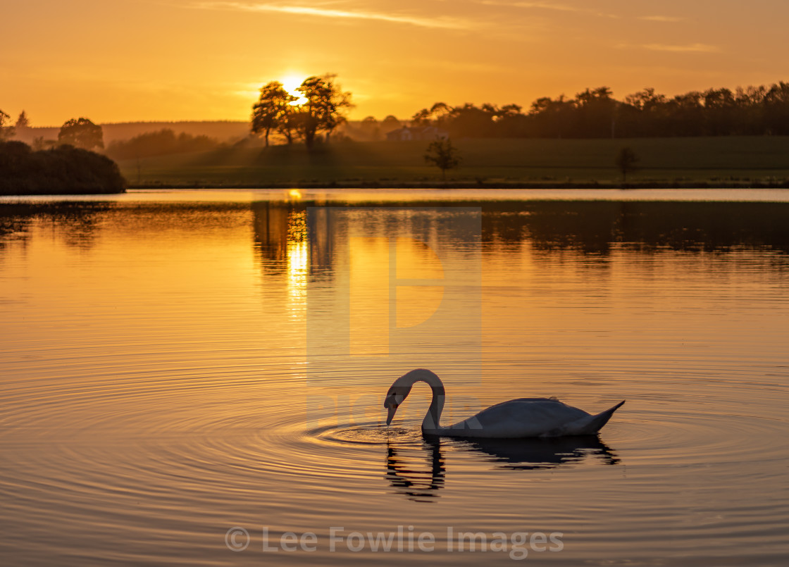 "Swan Sunset, Pitfour Lake" stock image