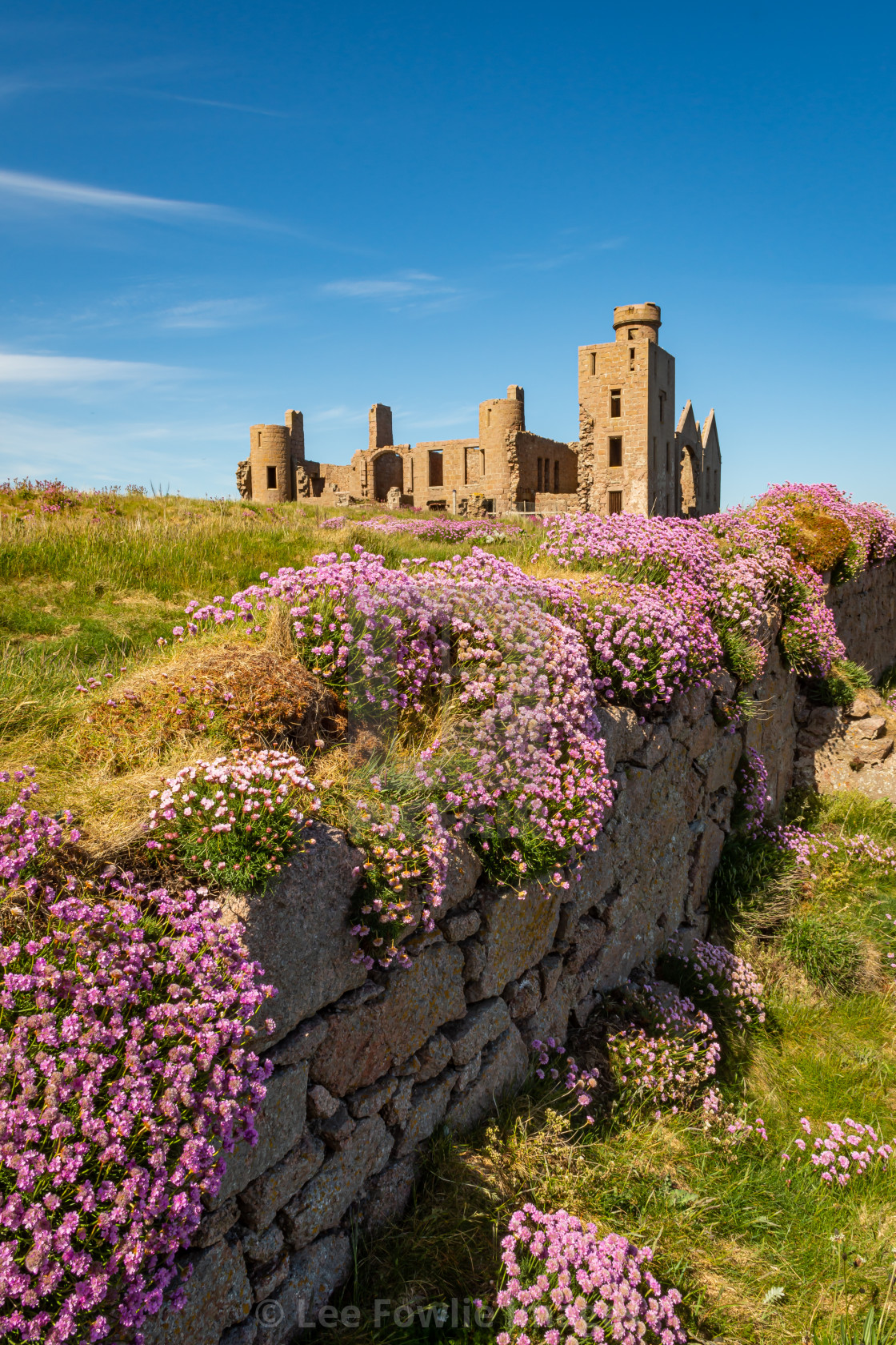 "New Slains Castle and Sea Pinks" stock image