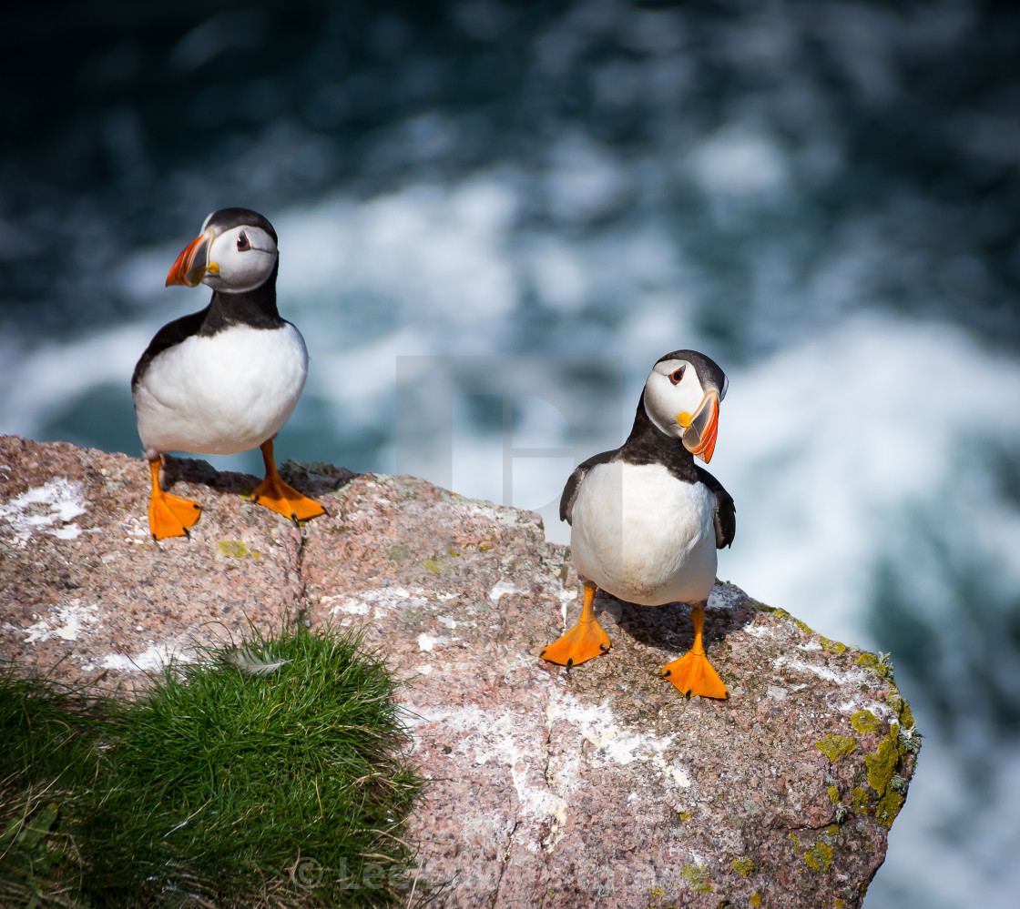 "Puffin from Bullers of Buchan" stock image