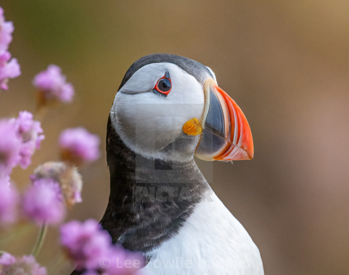 "Puffin from Bullers of Buchan" stock image