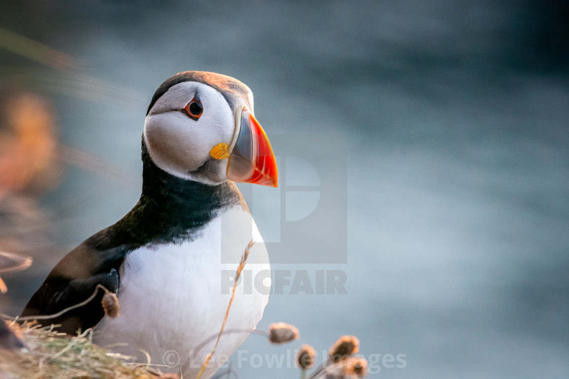 "Puffin from Bullers of Buchan" stock image