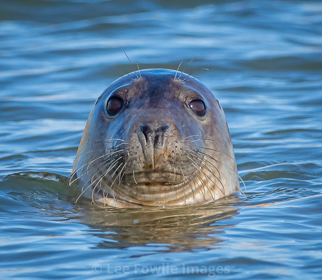 "Ythan Seal" stock image