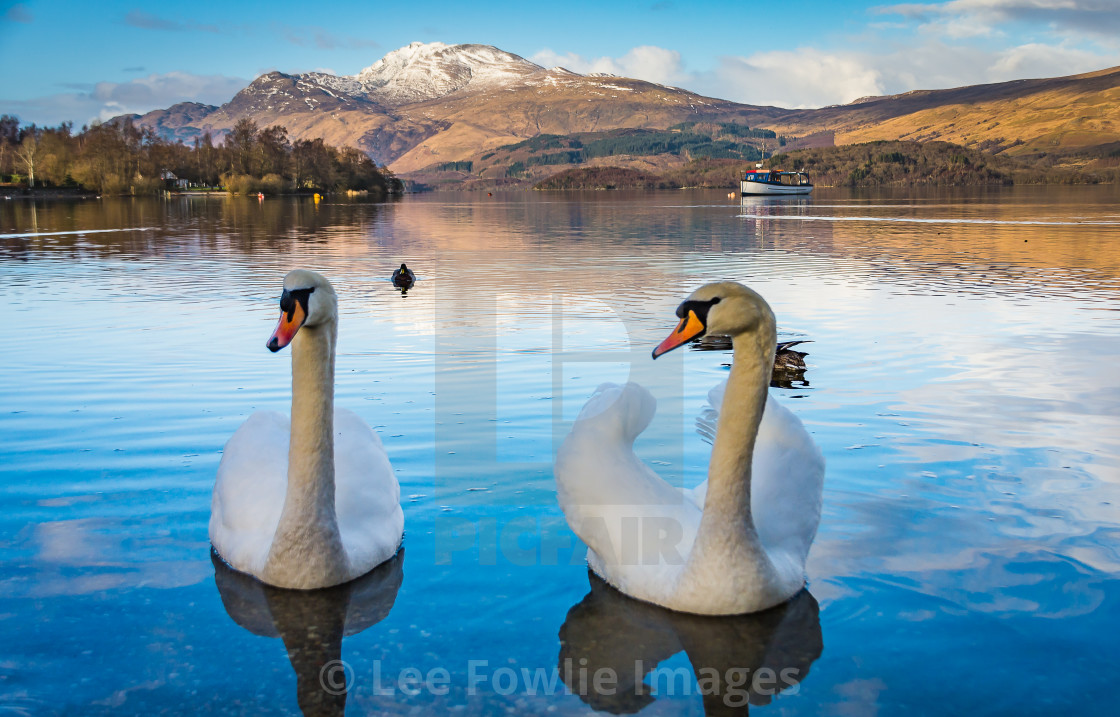 "Loch Lomond Swans" stock image