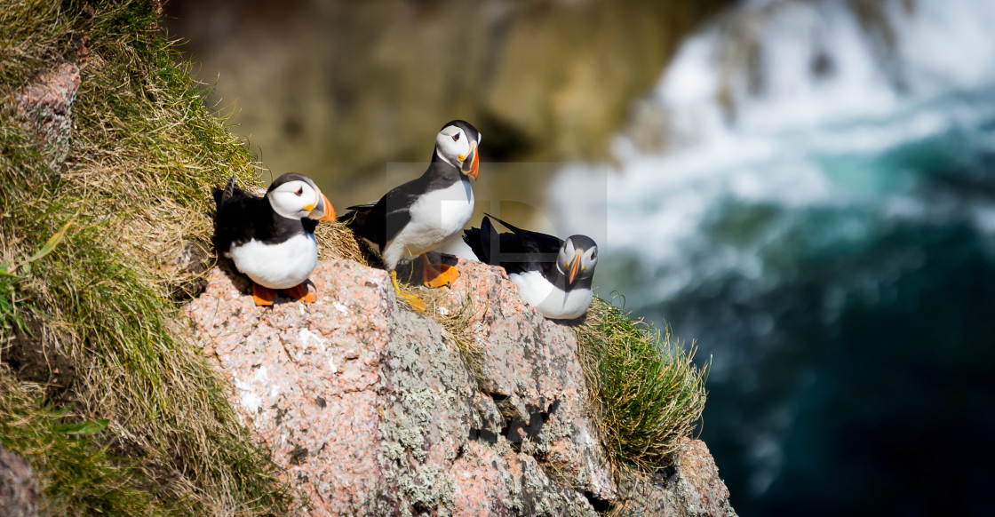 "Puffin from Bullers of Buchan" stock image