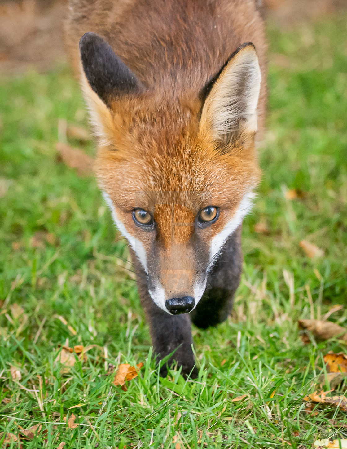 "Urban Fox, Aberdeen City" stock image