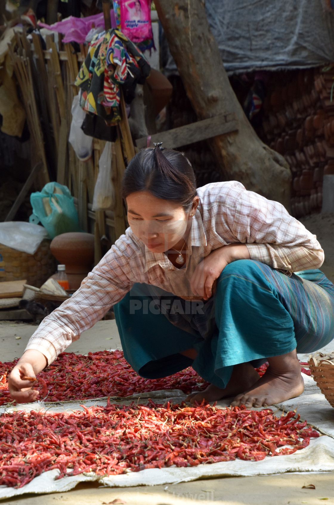 "Sorting Chillies" stock image