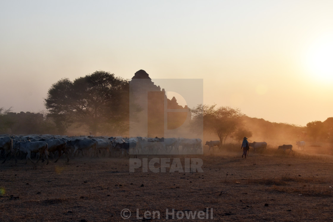 "Cattle Herding at Bagan" stock image