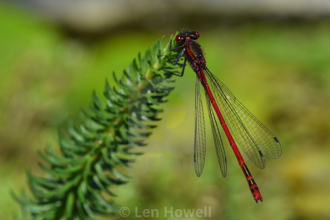 "Large Red Damselfly #2" stock image