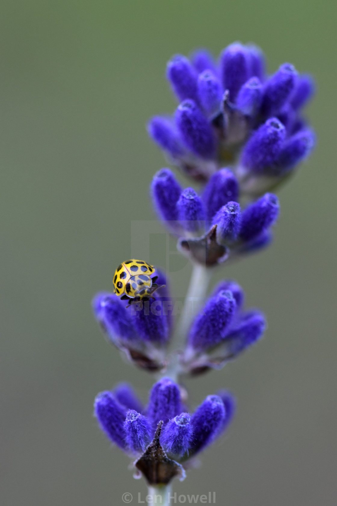 "22 Spot Ladybird #3" stock image