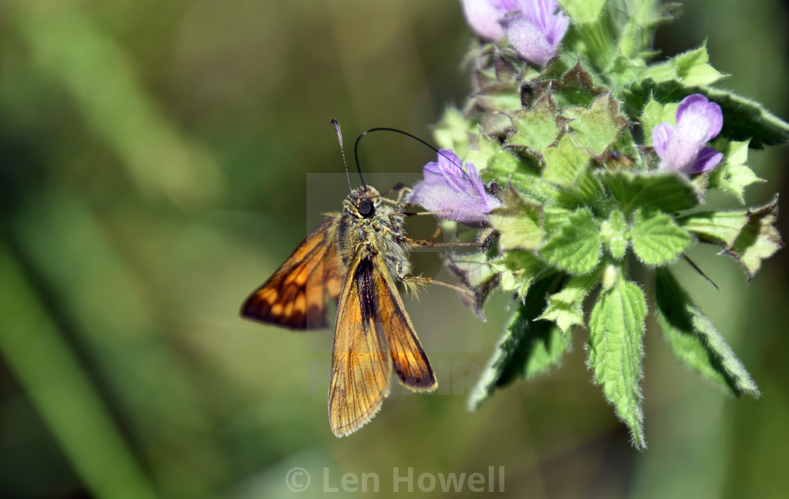 "Silver-spotted Skipper" stock image