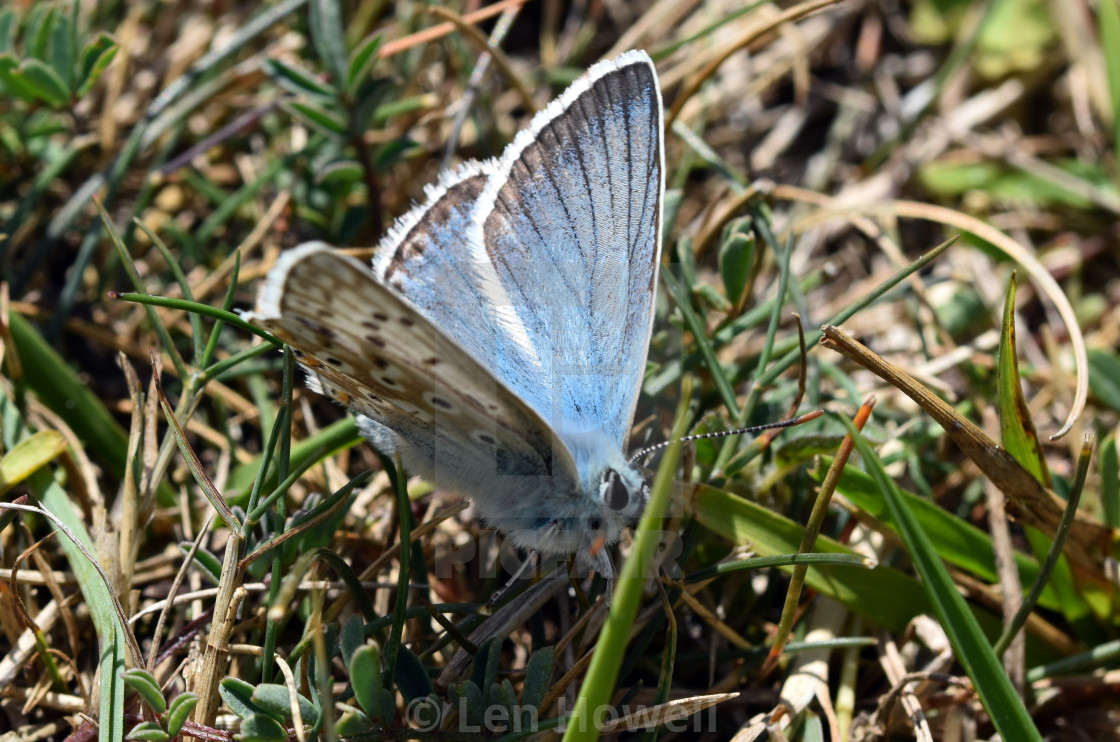 "Chalk Hill Blue #3" stock image