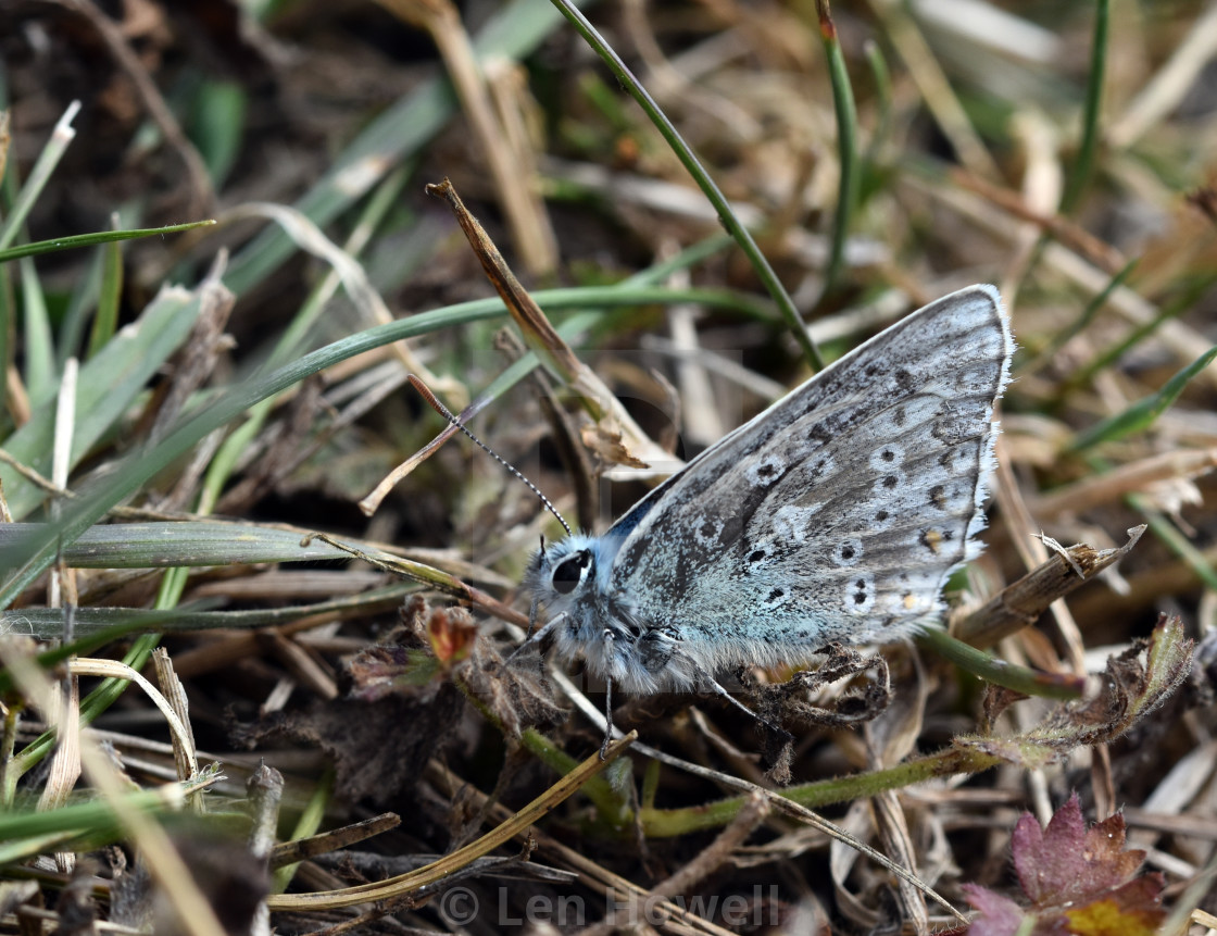 "Chalk Hill Blue #1" stock image