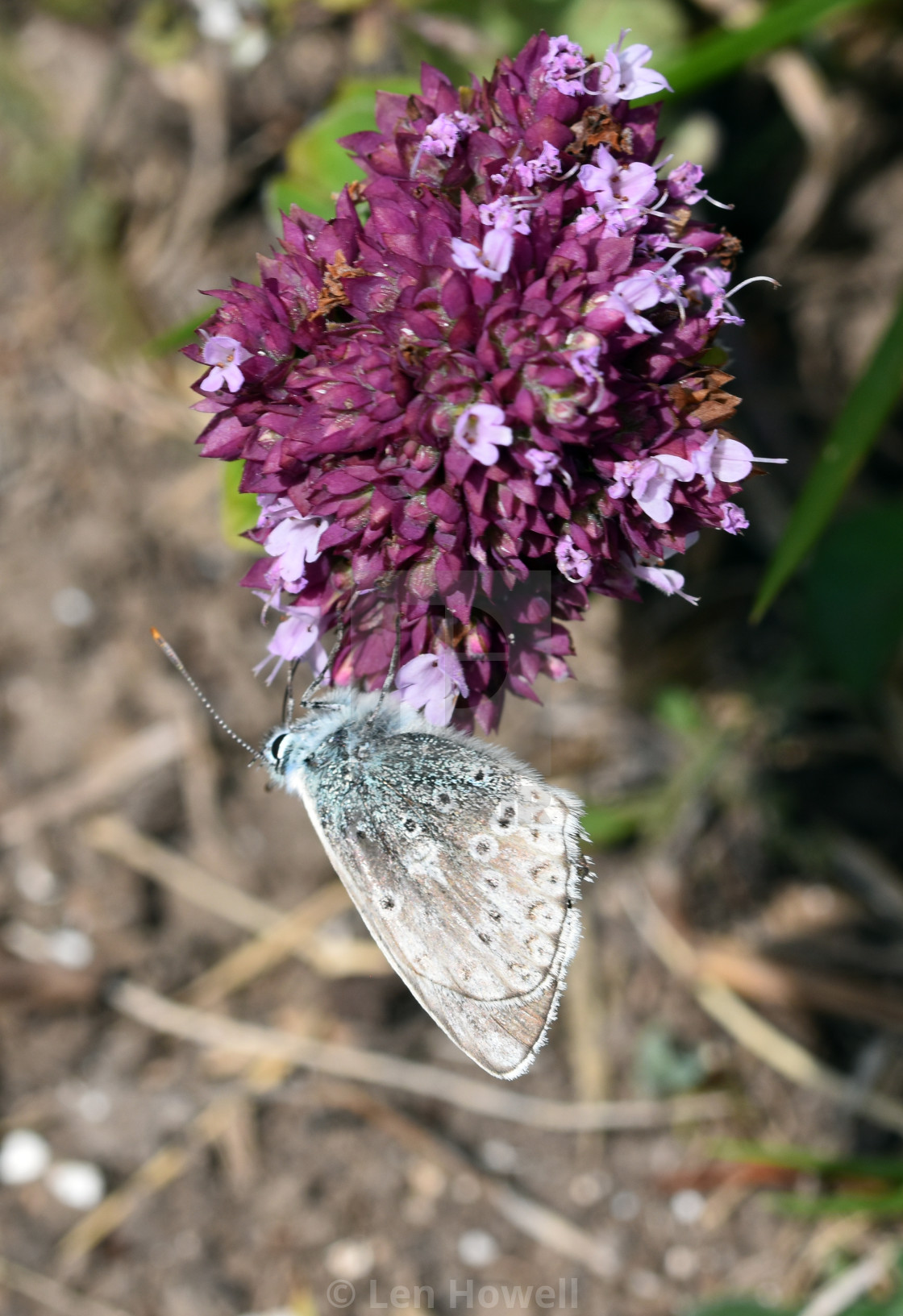 "Chalk Hill Blue #4" stock image