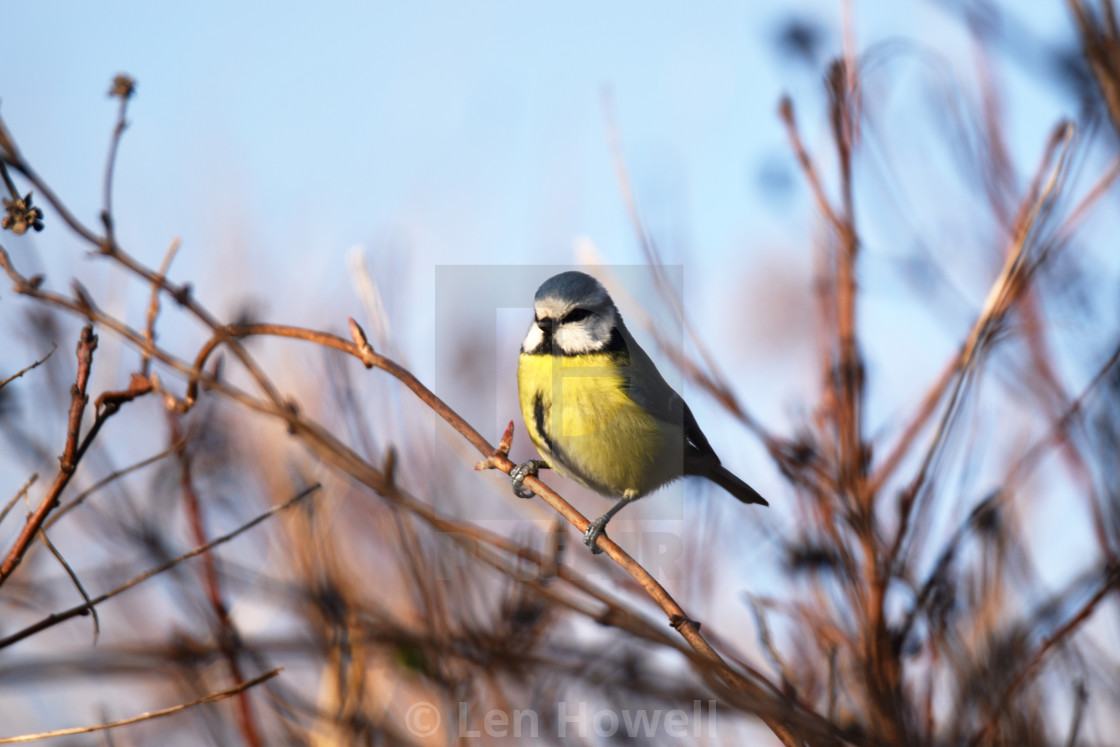 "Blue Tit in Winter" stock image