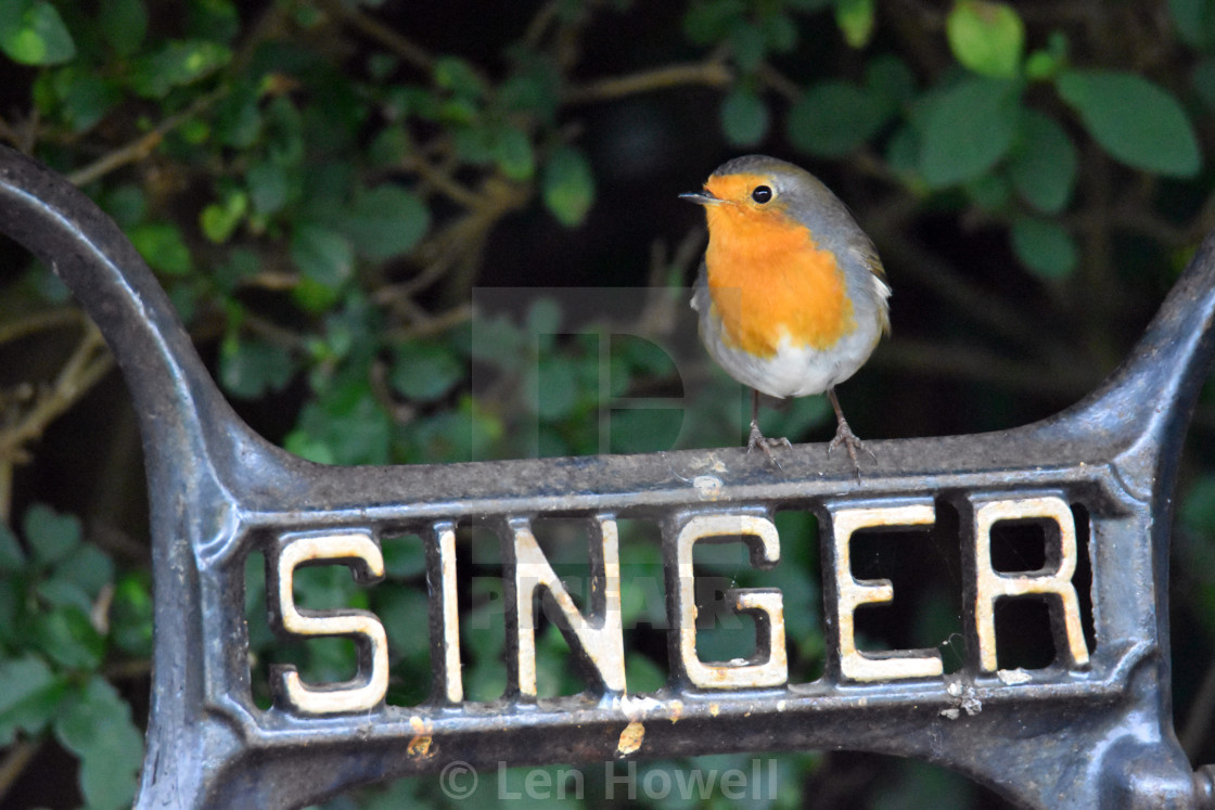 "Song bird" stock image