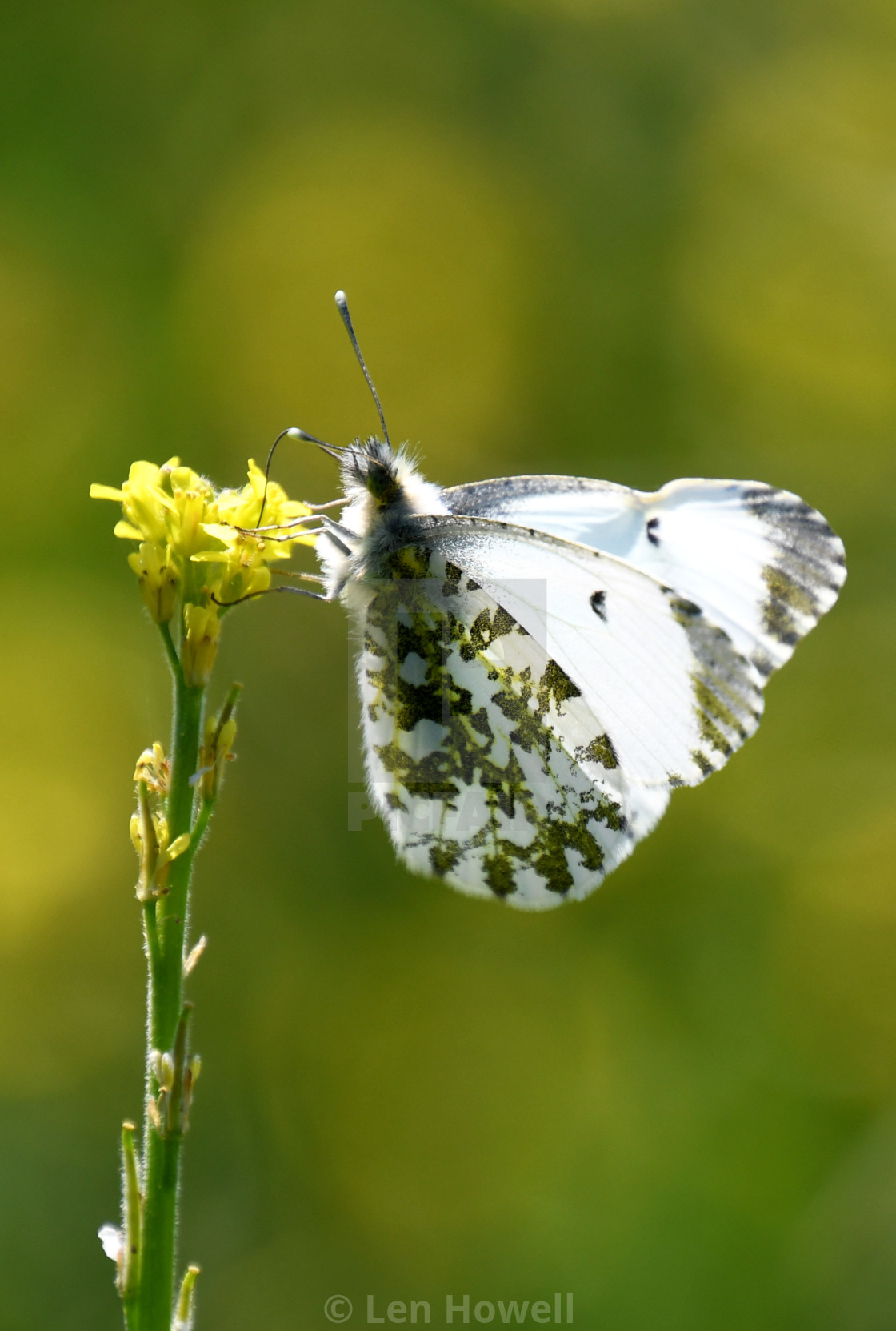 "Female Orange Tip #2" stock image