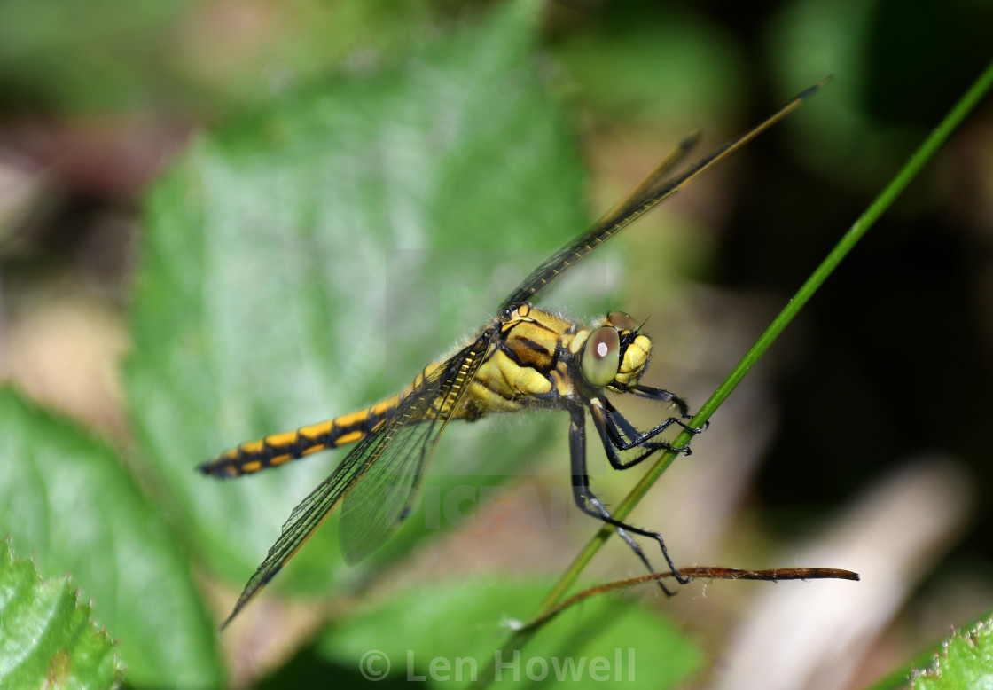 "Female Southern Hawker" stock image