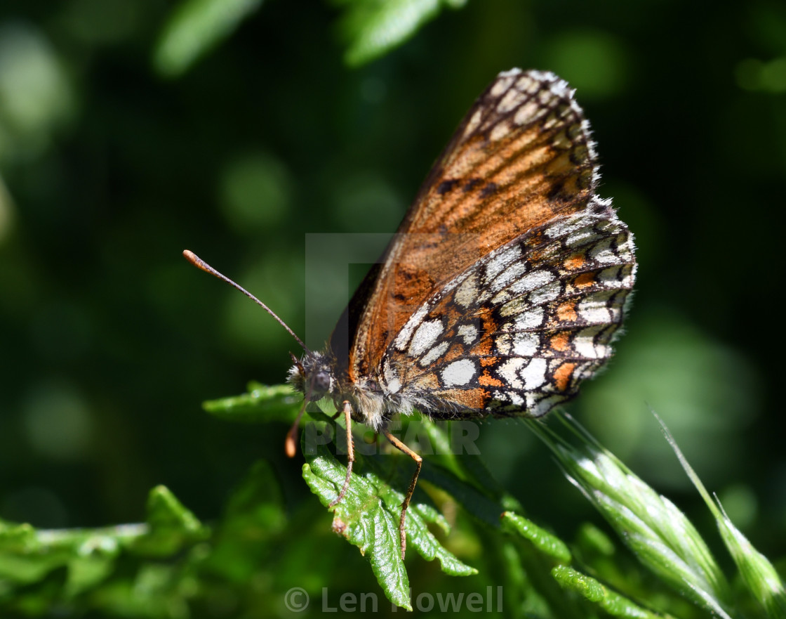 "Heath Fritillary #1" stock image