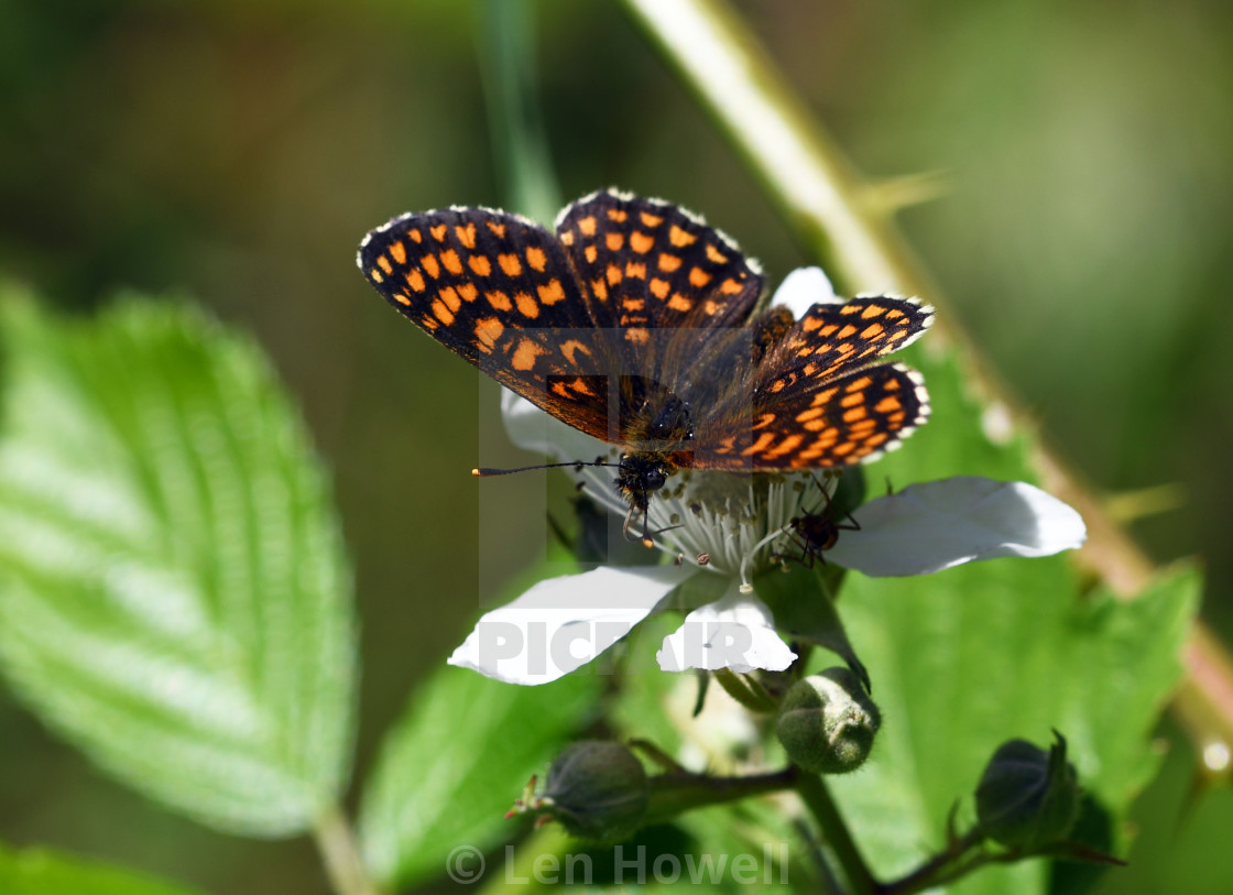 "Heath Fritillary #2" stock image