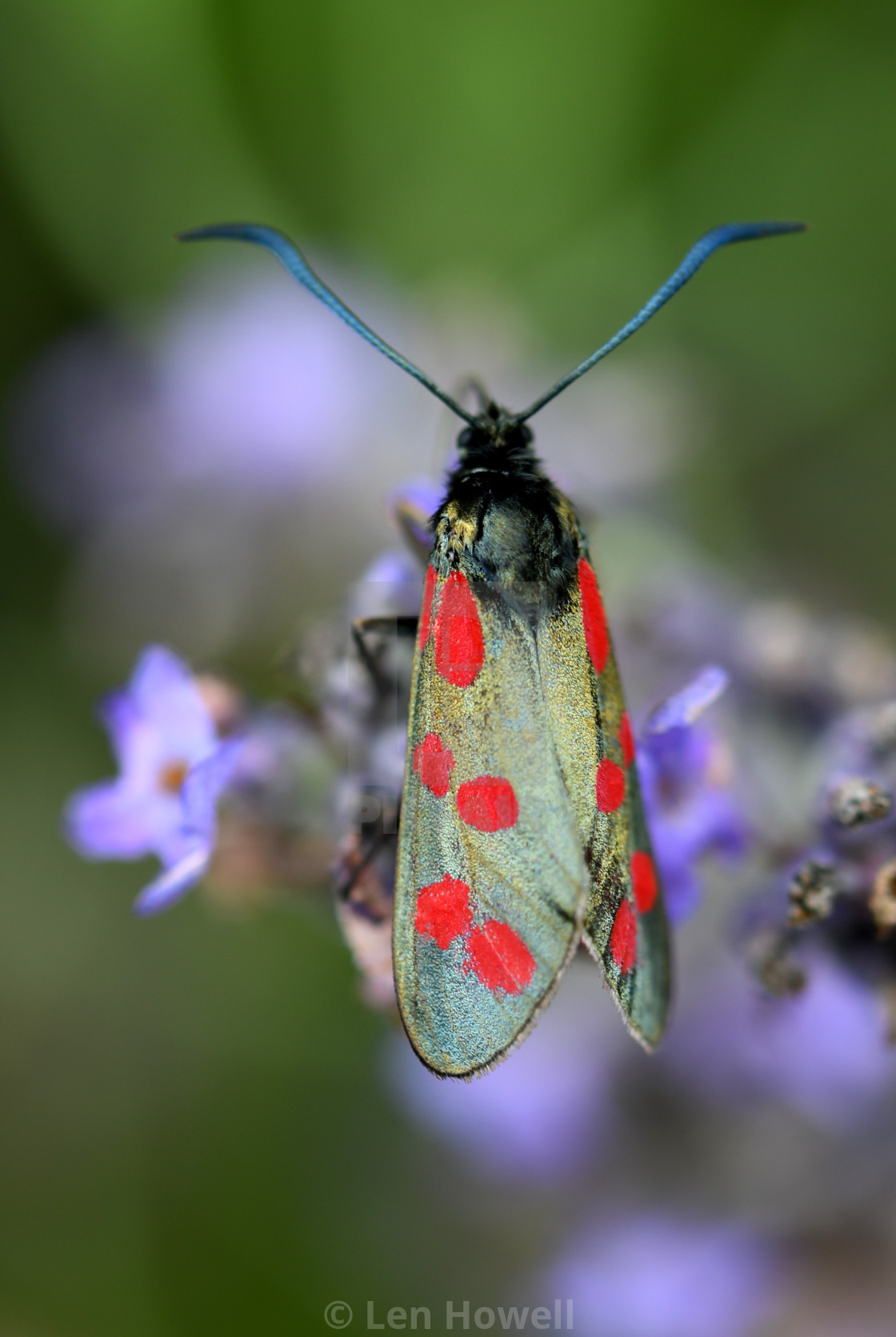 "Six Spot Burnet # 3" stock image