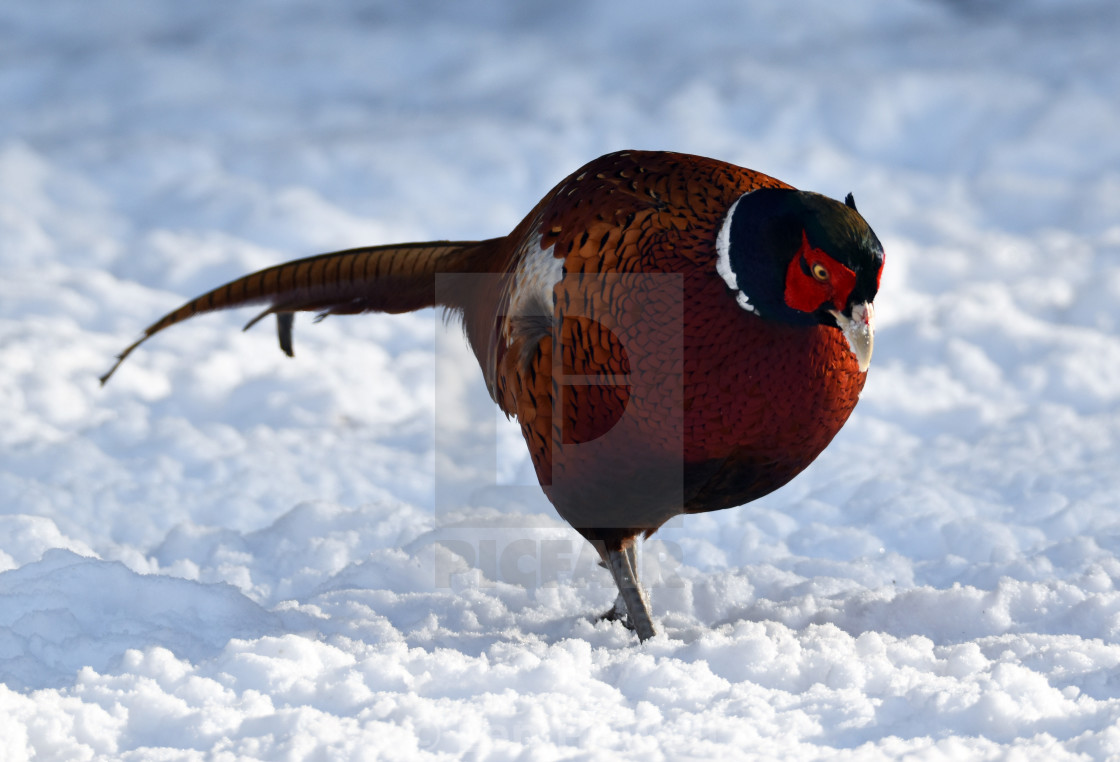 "Frozen Food" stock image